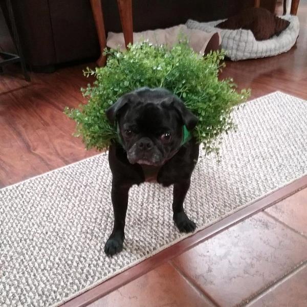 /images/uploads/pug nation rescue of los angeles/pugnation2021/entries/15041thumb.jpg
